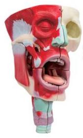 鼻、口、咽喉腔分解模型